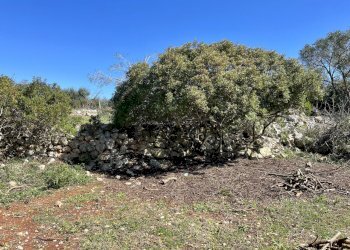 IMG_5679.jpg - Terreno agricolo contrada colacurto snc, Carovigno - foto 12