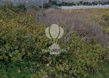 Terreno agricolo Rurale, Partinico - foto 6