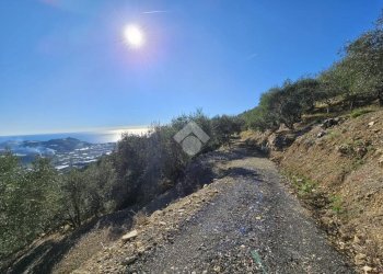 Agricultural land Regione Tuvi, Taggia - photo 4