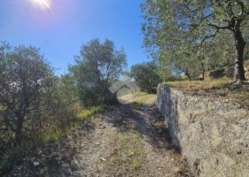 Agricultural land Regione Tuvi, Taggia - photo 5