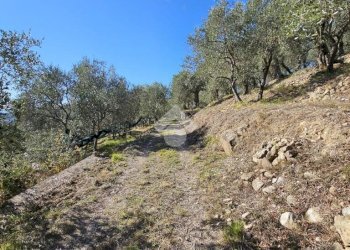 Agricultural land Regione Tuvi, Taggia - photo 6