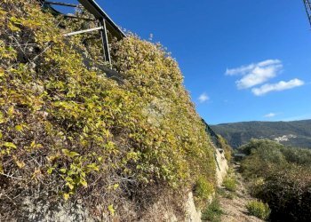 Agricultural land Regione Tuvi, Taggia - photo 7