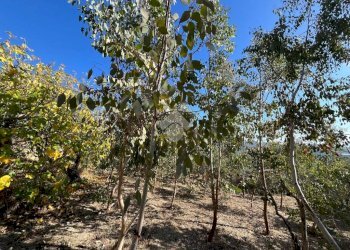 Agricultural land Regione Tuvi, Taggia - photo 12