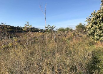 Foto 3 - Terreno agricolo Zona Collinare, ragnola, San Benedetto del Tronto - foto 3