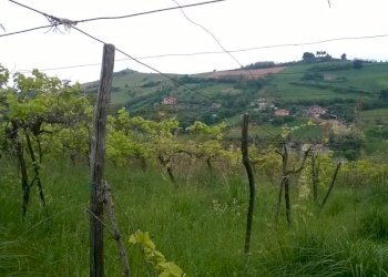 Foto 6 - Terreno agricolo Zona Collinare, ragnola, San Benedetto del Tronto - foto 5