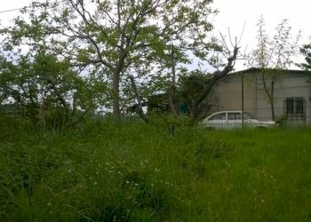 Foto 14 - Terreno agricolo Zona Collinare, ragnola, San Benedetto del Tronto - foto 11