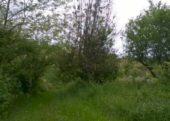 Foto 16 - Terreno agricolo Zona Collinare, ragnola, San Benedetto del Tronto - foto 13