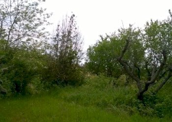 Foto 17 - Terreno agricolo Zona Collinare, ragnola, San Benedetto del Tronto - foto 14