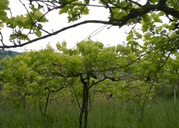 Foto 18 - Terreno agricolo Zona Collinare, ragnola, San Benedetto del Tronto - foto 15