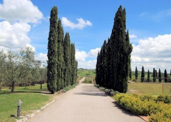 Foto 13 - Trilocale Volterra - foto 13