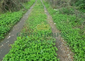 Foto 6 - Terreno agricolo Marcianise - foto 6