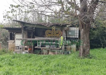 Foto 7 - Terreno agricolo Marcianise - foto 7