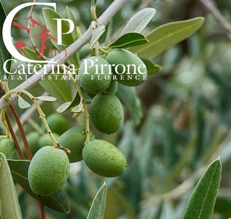 Antella vendesi oliveta - Agricultural land via di Montisoni
 
10, Bagno a Ripoli - photo 3