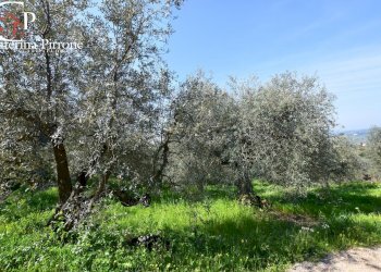 Antella vendesi oliveta - Agricultural land via di Montisoni
10, Bagno a Ripoli - photo 2