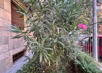 Giardino - Quadrilocale via Carlo Francioni, Bologna (zona Murri) - foto 19