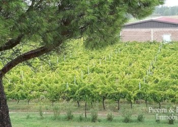 11.jpg - Casale Località Croce 68, Castiglione del Lago - foto 11