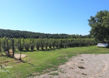 19.jpg - Casale Località Croce 68, Castiglione del Lago - foto 19