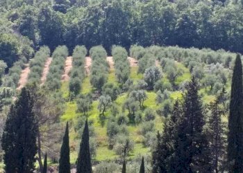 PHOTO-2023-07-28-11-14-31.jpg - Villa via san giusto, Livorno - foto 6