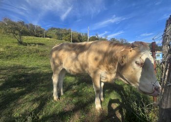 Casa indipendente VIA SUPERIORE DELL'OLBA, Genova - foto 14