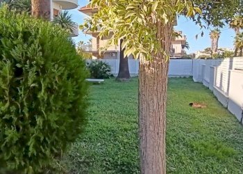 Foto 29 - Apartment Via Ristori, San Benedetto del Tronto - photo 29