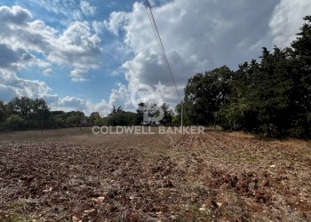 Foto 2 - Terreno agricolo Contrada Marzagaglia, Gioia del Colle - foto 2