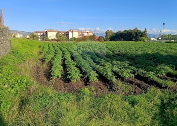 Giardino - Terreno edificabile strada 28 Mario Carbonaro
sn, Riposto - foto 2