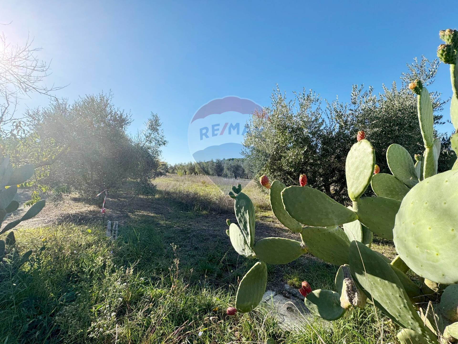 Giardino - Terreno agricolo Via Del Torraccio
 
53, Roma - foto 3