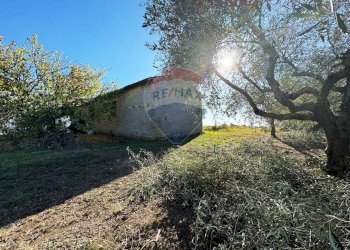 Giardino - Terreno agricolo Via Del Torraccio
 
53, Roma - foto 8