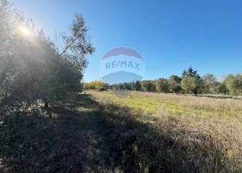 Giardino - Terreno agricolo Via Del Torraccio
 
53, Roma - foto 20