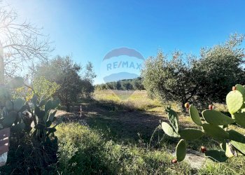 Giardino - Terreno agricolo Via Del Torraccio
 
53, Roma - foto 23