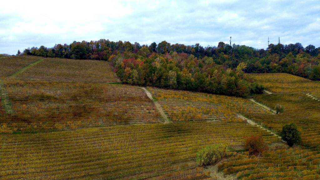 Terreno - Terreno agricolo Regione Rocca Croera, La Morra - foto 2