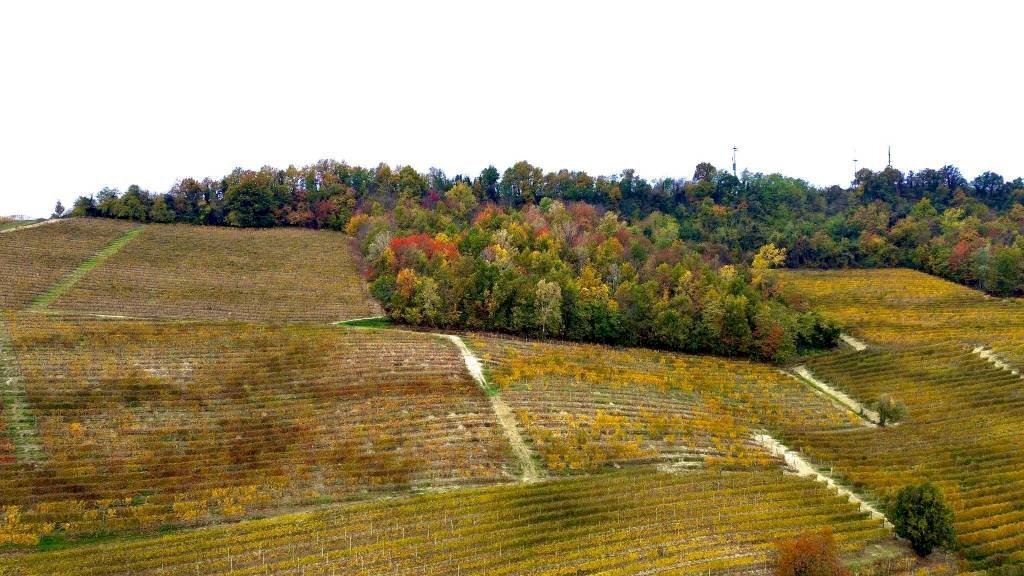 Terreno - Terreno agricolo Regione Rocca Croera, La Morra - foto 3