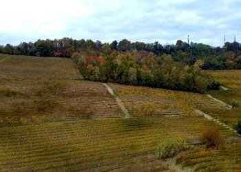 Terreno - Terreno agricolo Regione Rocca Croera, La Morra - foto 2