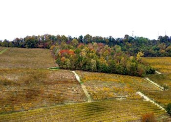 Terreno - Terreno agricolo Regione Rocca Croera, La Morra - foto 3