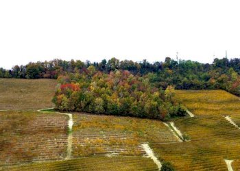 Terreno - Terreno agricolo Regione Rocca Croera, La Morra - foto 4