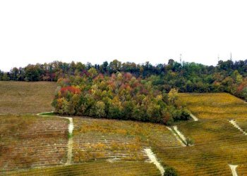 Terreno - Terreno agricolo Regione Rocca Croera, La Morra - foto 5