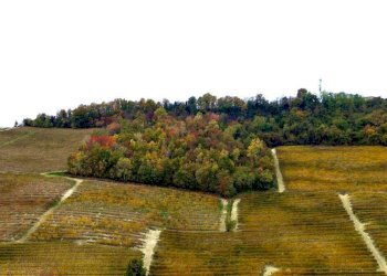 Terreno - Terreno agricolo Regione Rocca Croera, La Morra - foto 6