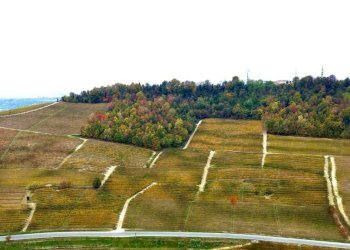 Terreno - Terreno agricolo Regione Rocca Croera, La Morra - foto 8