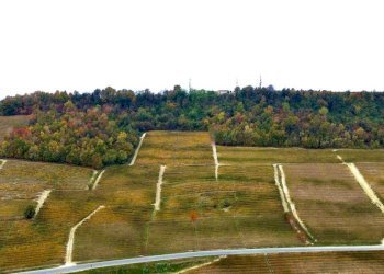 Terreno - Terreno agricolo Regione Rocca Croera, La Morra - foto 10
