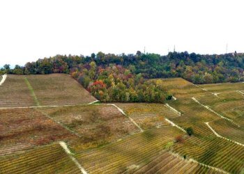 Terreno - Terreno agricolo Regione Rocca Croera, La Morra - foto 11