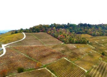 Terreno - Terreno agricolo Regione Rocca Croera, La Morra - foto 12