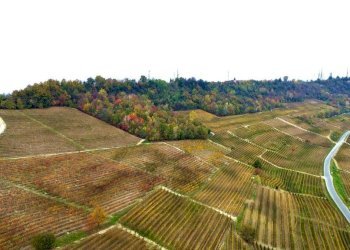 Terreno - Terreno agricolo Regione Rocca Croera, La Morra - foto 13