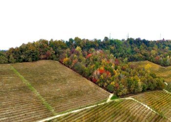 Terreno - Terreno agricolo Regione Rocca Croera, La Morra - foto 14