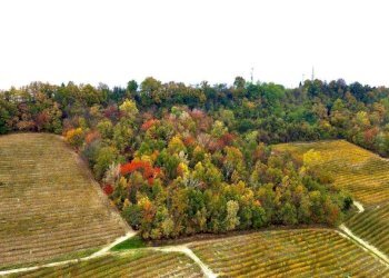 Terreno - Terreno agricolo Regione Rocca Croera, La Morra - foto 15