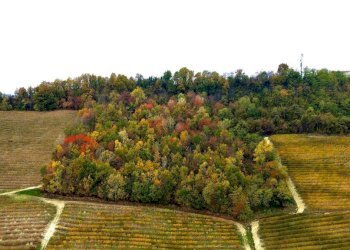 Terreno - Terreno agricolo Regione Rocca Croera, La Morra - foto 16