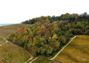 Terreno - Terreno agricolo Regione Rocca Croera, La Morra - foto 17