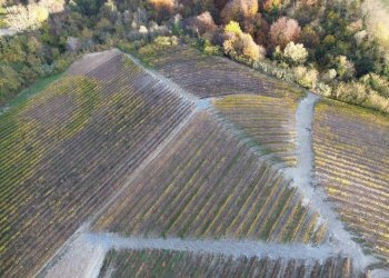 Terreno - Agricultural land via Roma, Serralunga d'Alba - photo 3