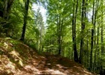 Agricultural land via Paviolo, 59, Trana - photo 1