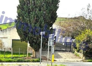 Terreno - Rustico SS187, Castellammare del Golfo - foto 17