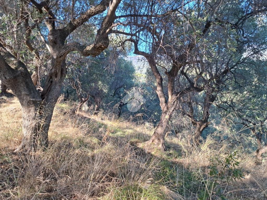 Agricultural land Strada Catella, Diano Marina - photo 2